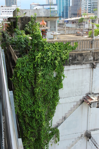 緑にのツタに覆われたビル グリーンウォール Stock 写真  Adobe Stock