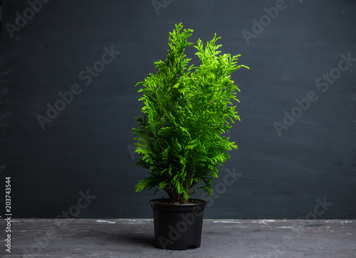 фотографія Green little thuja in pot. Selective focus.