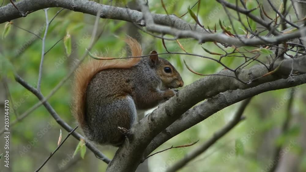 Squirrel eating breakfast