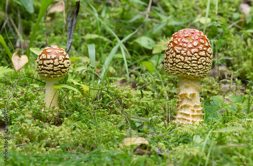 Fly agaric, Amanita muscaria