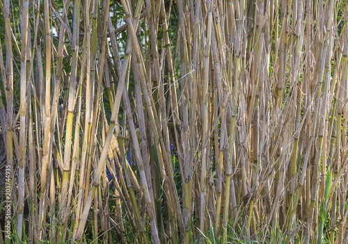 Natural background with reeds plants