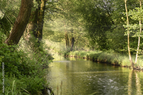 Ein Flu  arm im Spreewald im Fr  hling