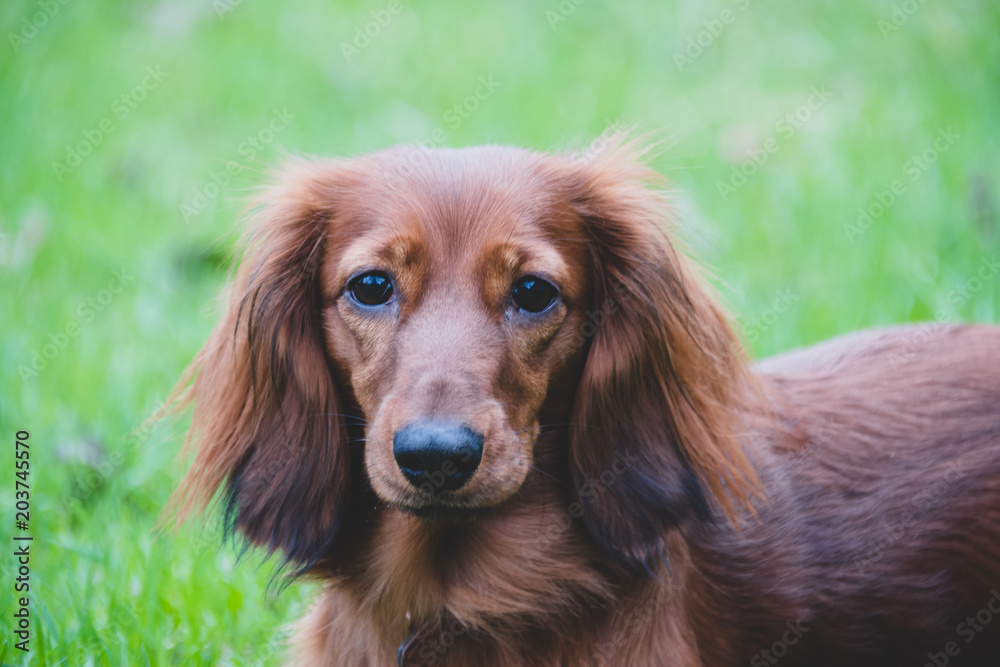 beautiful dog a dachshund, looks frontally, close up