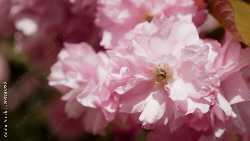 beautiful blooming pink cherry blossoms in the Japanese garden beautiful blooming pink cherry blossoms in the Japanese garden
