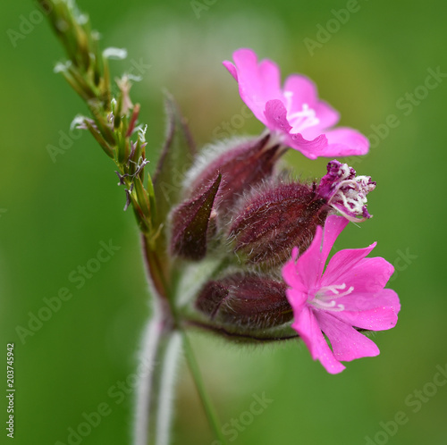 Rote Lichtnelke photo