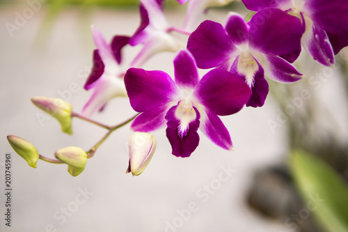 Purple with pink orchids on branch with  green leaf in the background  Natural flower concept.