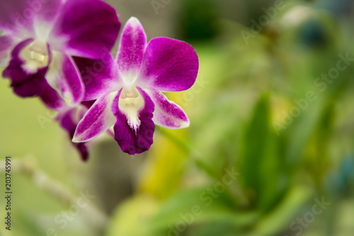 Purple with pink orchids on branch with  green leaf in the background, Natural flower concept.