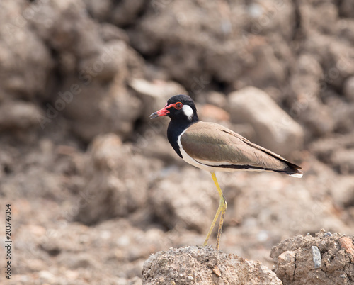  Red-wattled lapwing (Vanellus indicus)