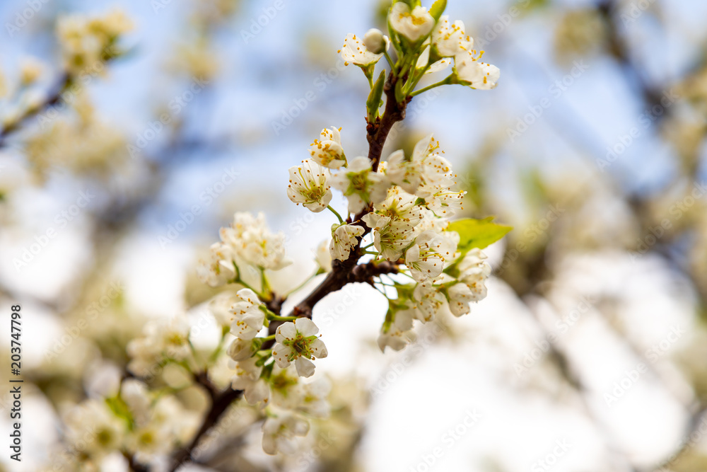 Fototapeta premium Plum tree flowers