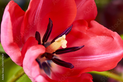 Red beautiful Tulip close up. Macro flower background