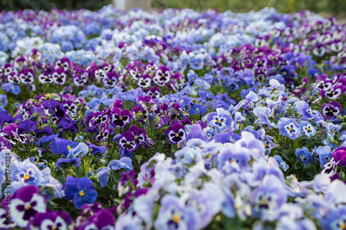 flores de primavera