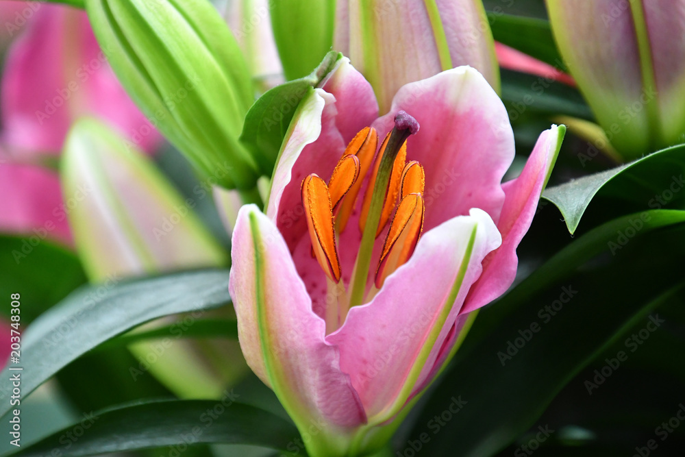 Tulip Tulip