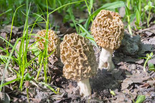 Morels on the ground