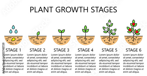 Plant growth stages infographics. Line art icons. Planting instruction template. Linear style illustration isolated on white. Planting fruits, vegetables process. Flat design style.