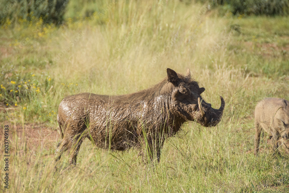 Fototapeta premium Warthog roaming the bush