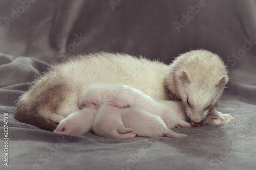 Ferret mother take care of her two weeks old babies and laying for sucking milk facilitation