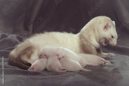 Ferret mother take care of her two weeks old babies and laying for sucking milk facilitation