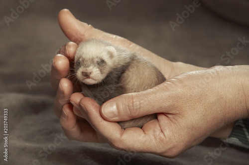 Fototapeta Human breeder of ferrets holds several weeks old baby in hands