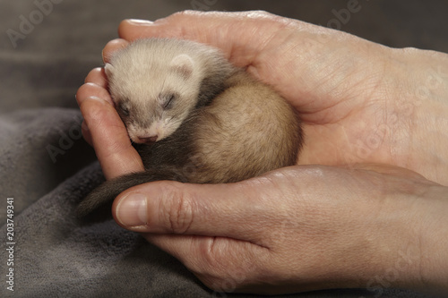 Canvas-taulu Human breeder of ferrets holds several weeks old baby in hands