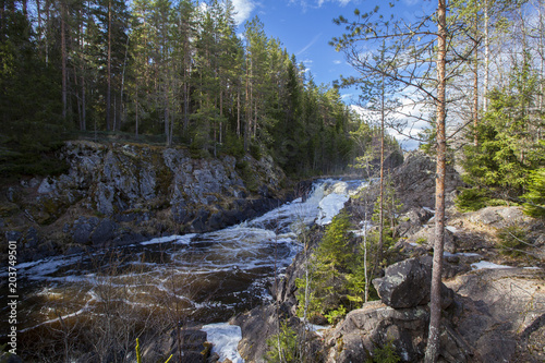 Spring Karelian forest
