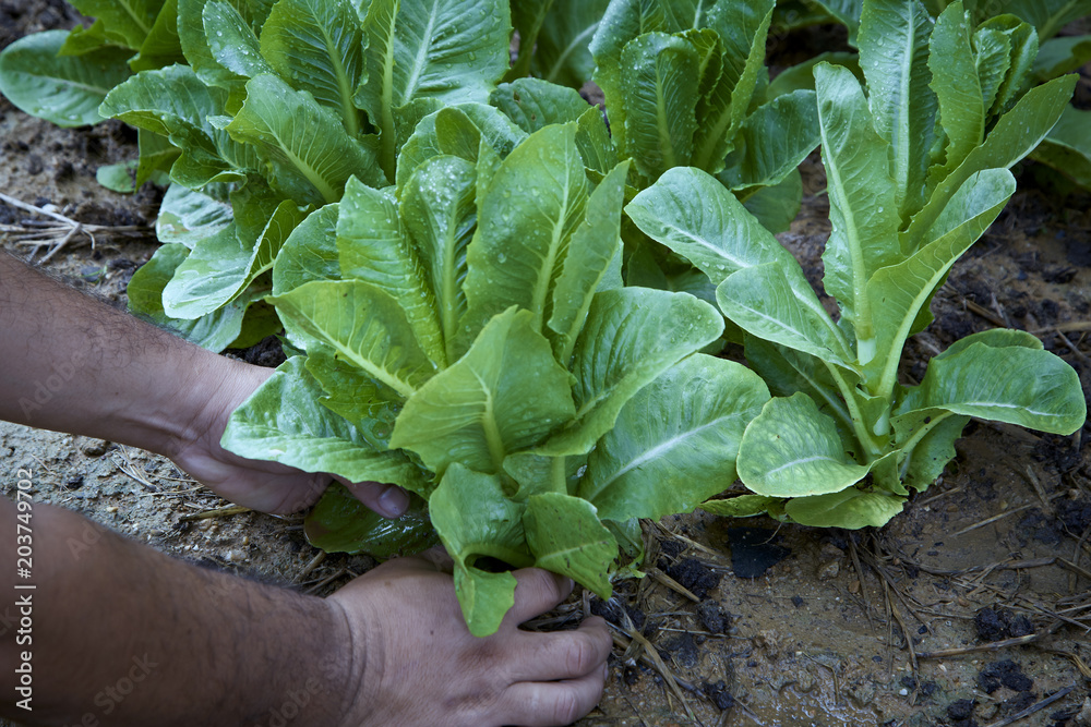 Hand man lettuce garden Hand man lettuce garden