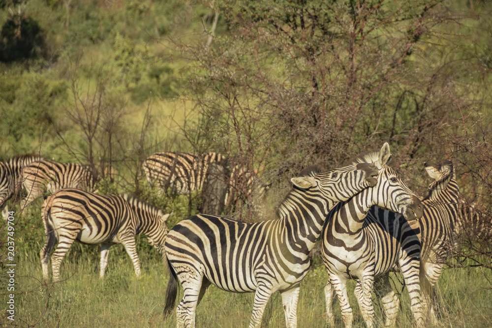 Fototapeta premium Zebra play fighting