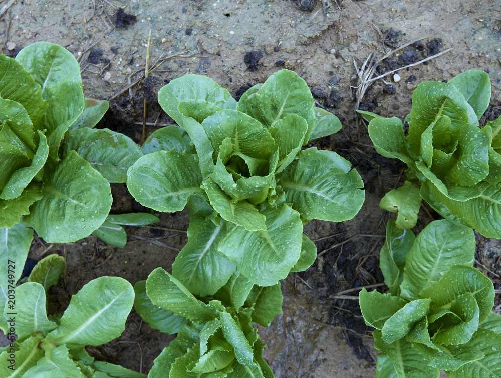 Vegetable cos lettuce garden Vegetable cos lettuce garden