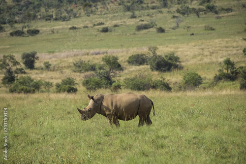 one white rhino in a field