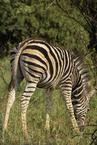 Young Zebra juvenile