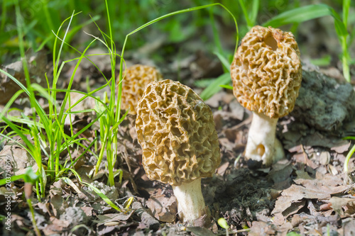 Morels on the ground