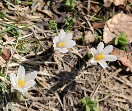 three white flowers called Crocus venus photo