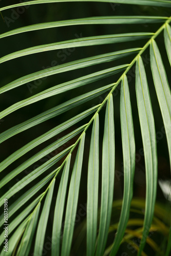 Tropical rain-forest. Green vegetation making natural background. Close-up, no people © Svetlana Gajic