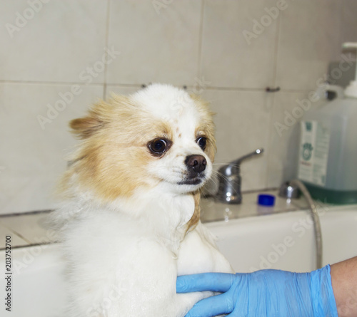 bathing the dog in the dog hairdresser © tetxu