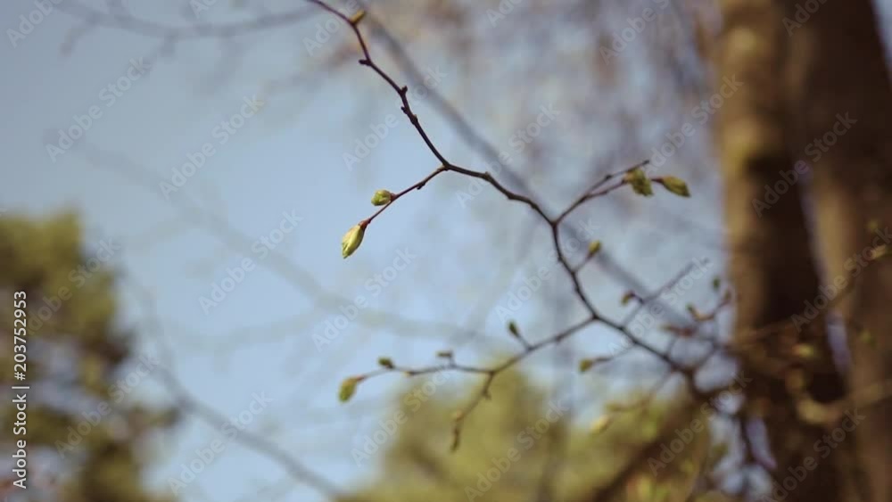 Buds on the tree are blooming in slowmotion, close up Buds on the tree are blooming in slowmotion, close up