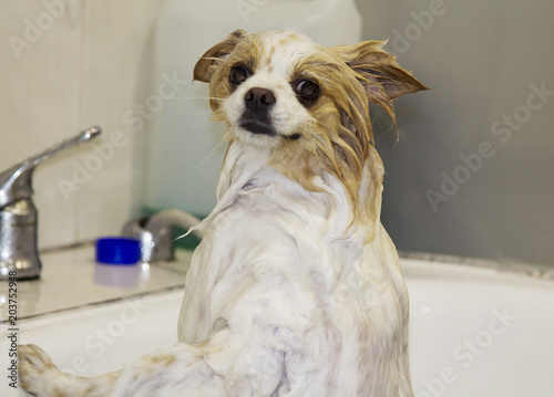 Pomeranian dog in the bathtub photo