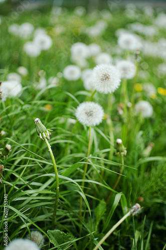 Yellow little flowers dandelions grow outdoors