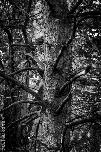 Forest in black and white p...