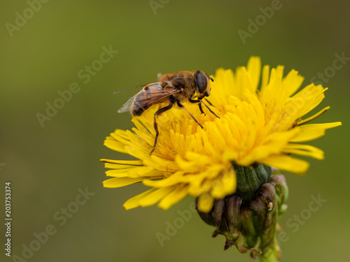Bee sucks nectar from a dandelion, close up