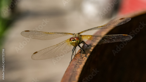 Close-up of dragonfly in nature, blured green background