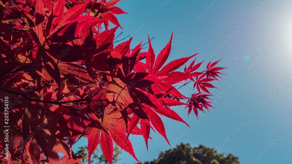 Red maple leaves on blue sky background Red maple leaves on blue sky background