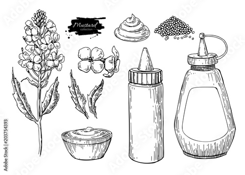 Mustardi sauce Set. Vector drawing. Hand drawn food ingridient. Botanical flower branch and seed pile, bottle,