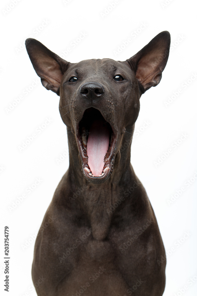 beautiful thai ridgeback puppy yawning