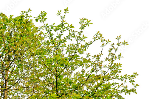 Tree isolated on white back...