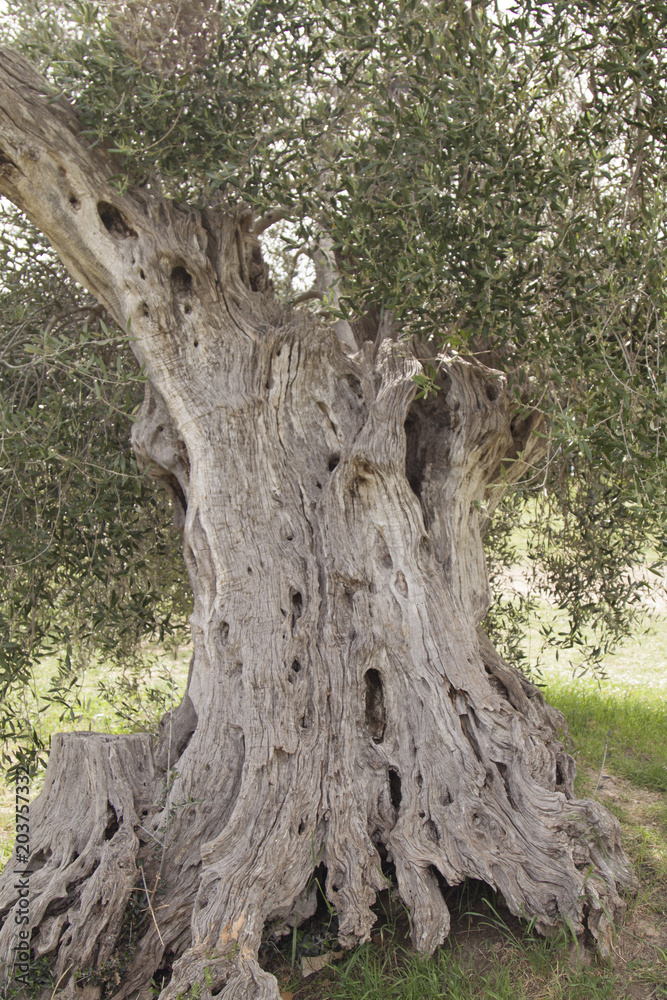 pianta di olive secolari olivo secolare pianta di olive secolari olivo secolare