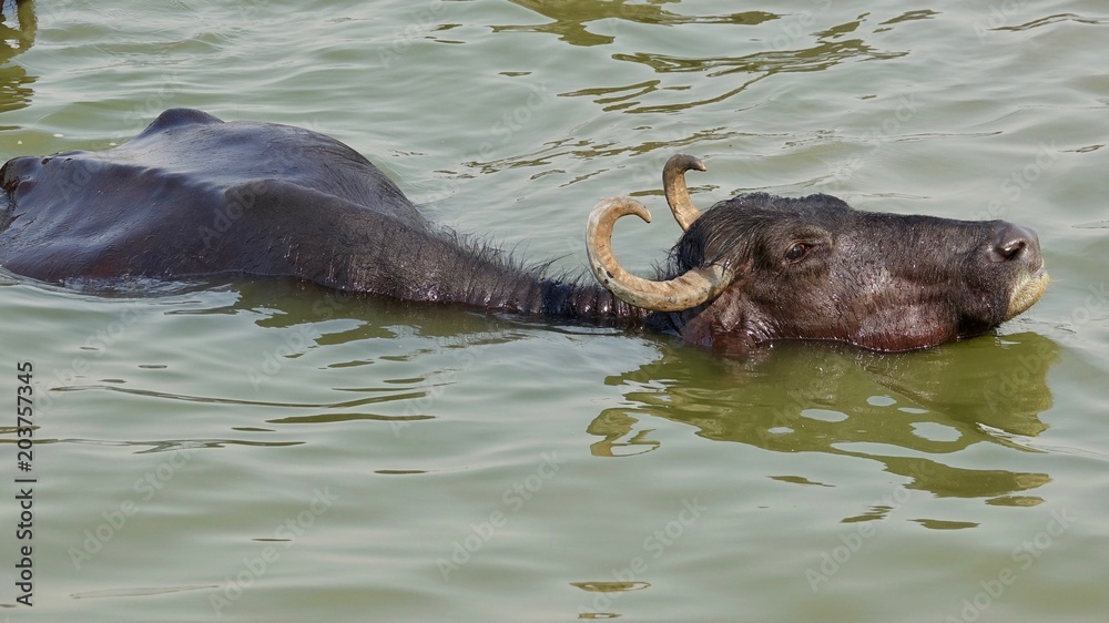 Fototapeta premium Wasserbüffel beim baden im Ganges bei Varanasi, Indien