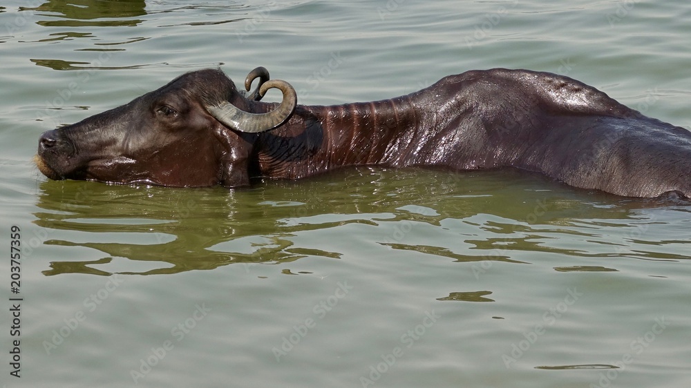 Fototapeta premium Wasserbüffel beim baden im Ganges bei Varanasi, Indien