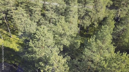 Colourful autumn colours in forest. Video. Top view of the Forest on a Sunny day photo