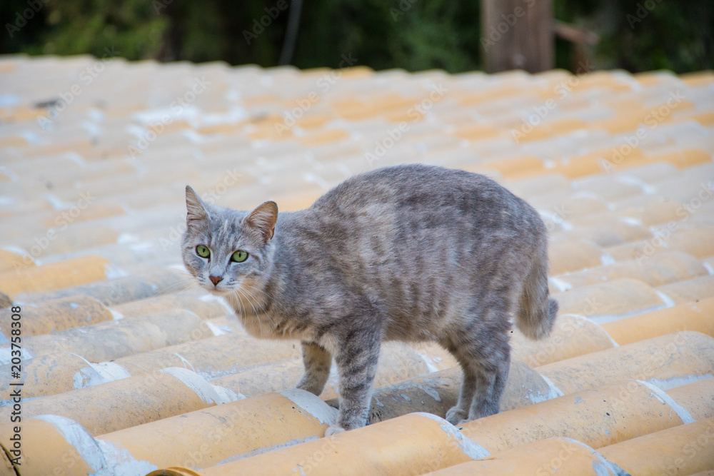 Fototapeta premium A grey cat on top of a tile roof