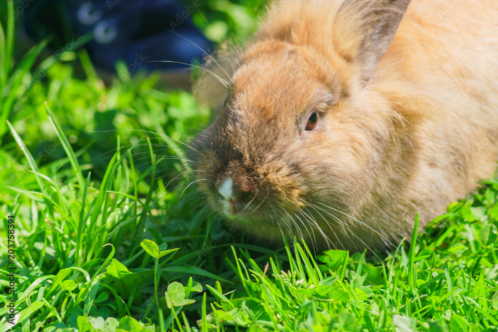 portrait of a rabbit with long ears sitting on green grass in the garden portrait of a rabbit with long ears sitting on green grass in the garden