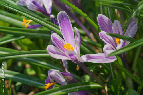 Colorful purple crocus flowers blooming on a sunny Spring day in the garden